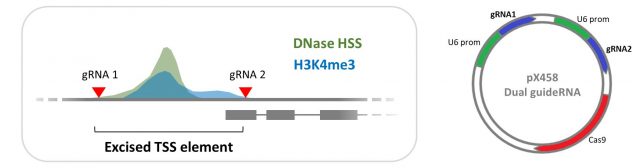 Improved lncRNA knockout method published