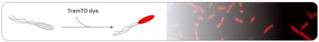 Paper published on bacterial fluorescent stain TramTO
